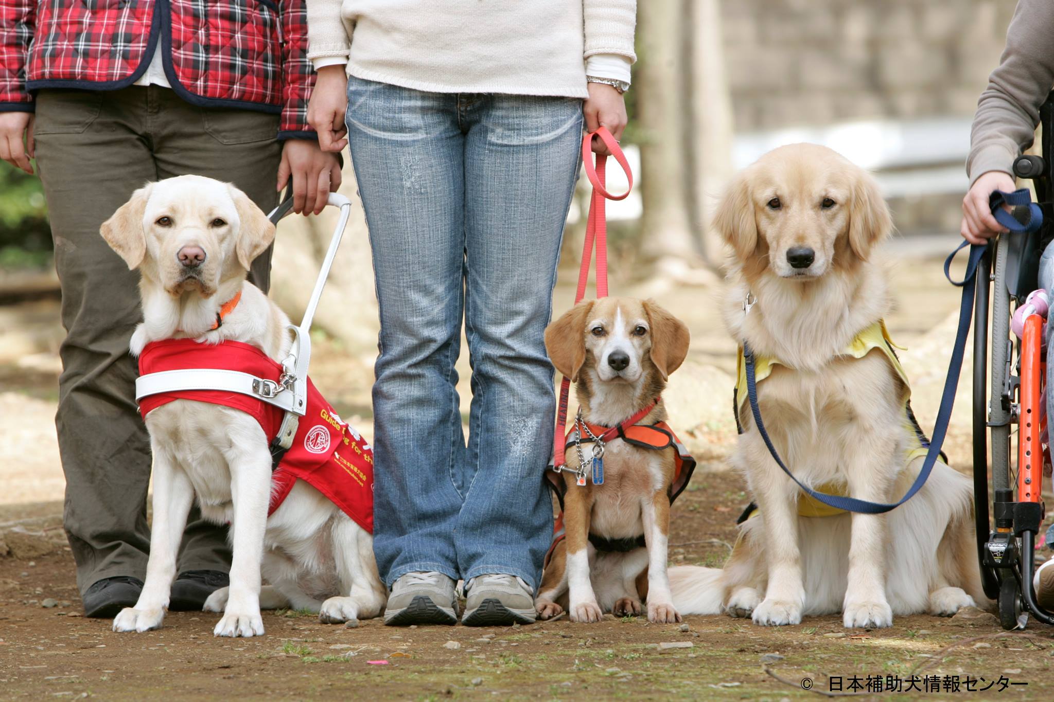 プロジェクト【障害者支援】補助犬を知っていますか 差別解消に向け理解を広げたい